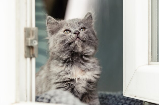 Gatinho na janela. Pequeno gatinho cinza fofo brincalhão no parapeito da janela dentro da casa parece pela janela. Gato doméstico farejando fora cheira solitário no interior da casa. Retrato de gato.