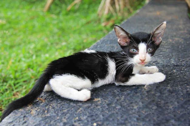 Foto gatinho na rua sozinho