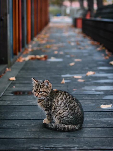 gatinho na rua