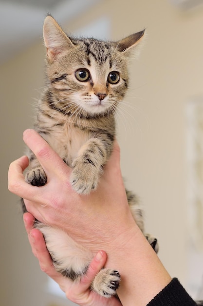 Gatinho nas mãos do proprietário em uma clínica veterinária