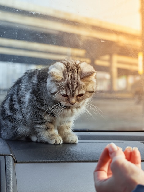 Gatinho no carro.