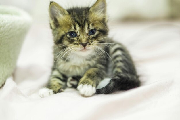 Gatinho no cobertor