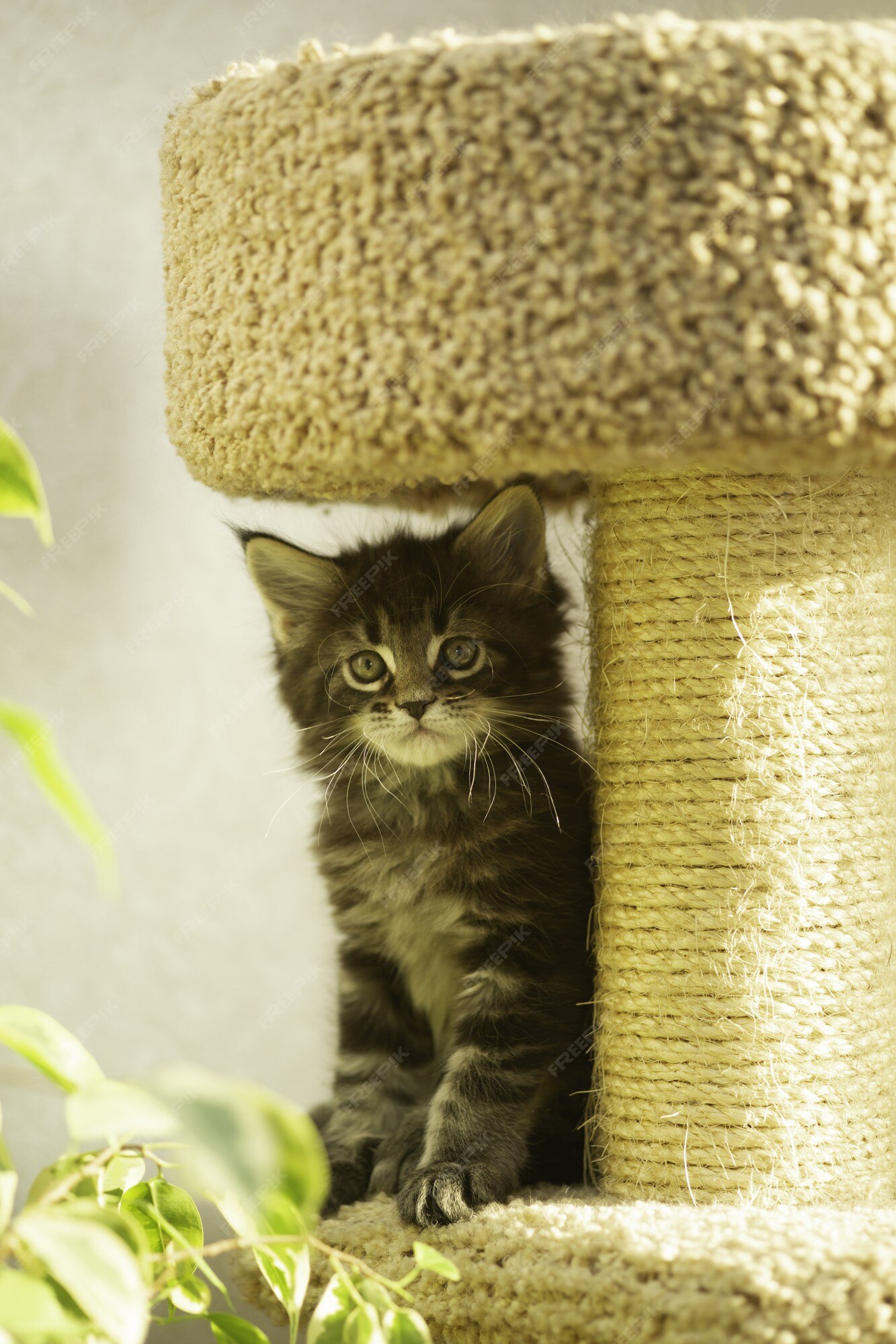 Gatinho no complexo de jogos para gatos. casinha de gato com poste para  arranhar