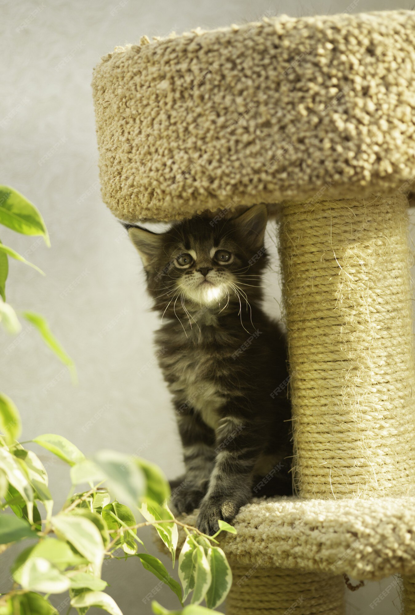 Gatinho no complexo de jogos para gatos. casinha de gato com poste