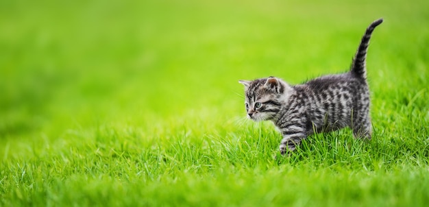 Gatinho no fundo da grama verde