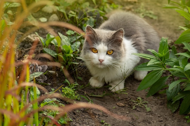 Gatinho no jardim com flores no fundo