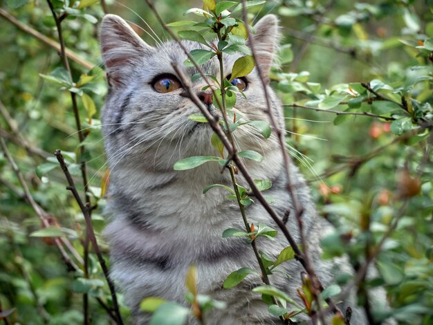 Gatinho nos arbustos.