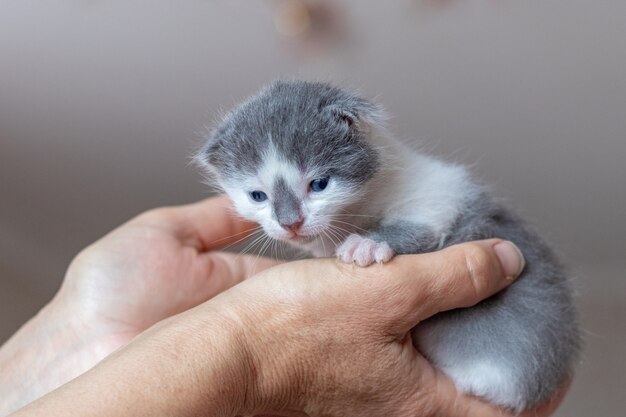 Gatinho nos braços de uma mulher. A mulher levantou um pequeno gato