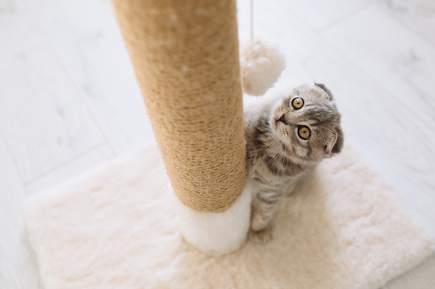 Gatinho olhando a bola