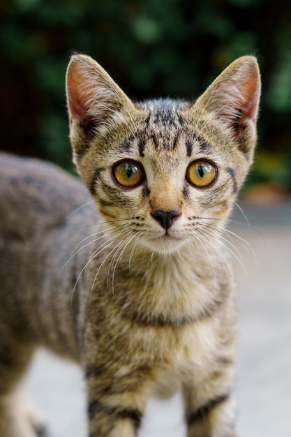 Gatinho olhando para a câmera em foco