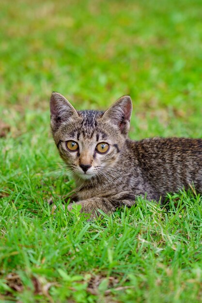 Gatinho olhando para a câmera em foco