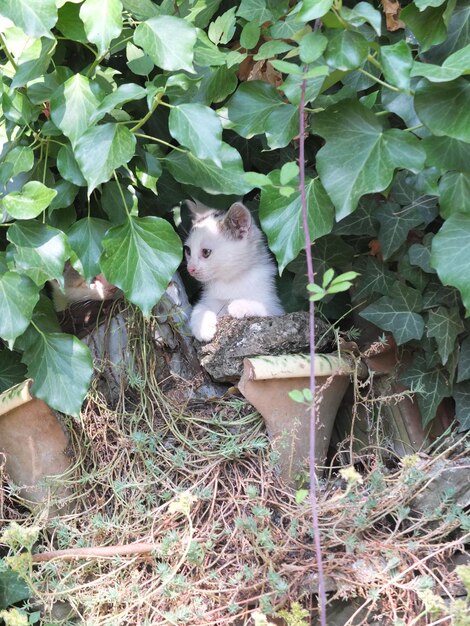 Foto gatinho olhando para longe contra as folhas