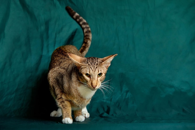 Gatinho oriental de cabelo curto olhando ao lado da câmera com olhos verdes hipnotizantes isolados em um fundo verde