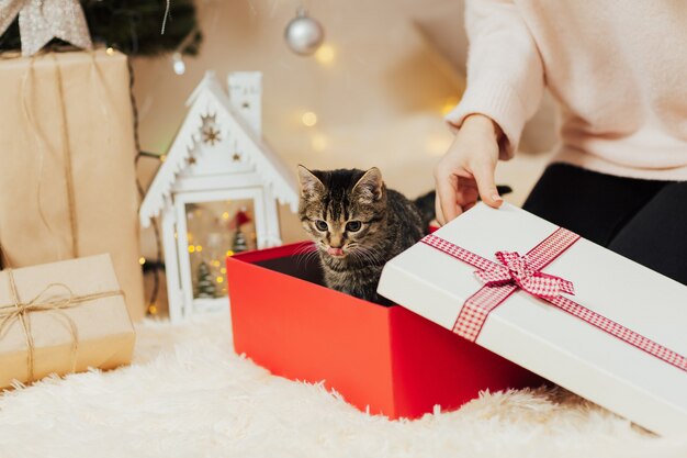 Gatinho para o presente.