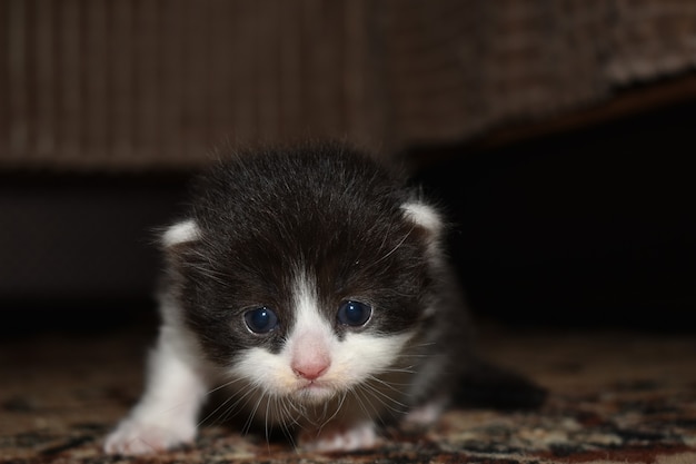 Gatinho peludo brincando no sofá