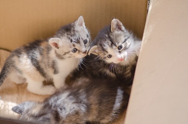 Gatinho peludo em caixa de papelão