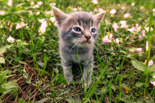 Gatinho pequeno bonito com olhos azuis senta-se entre a grama verde jovem