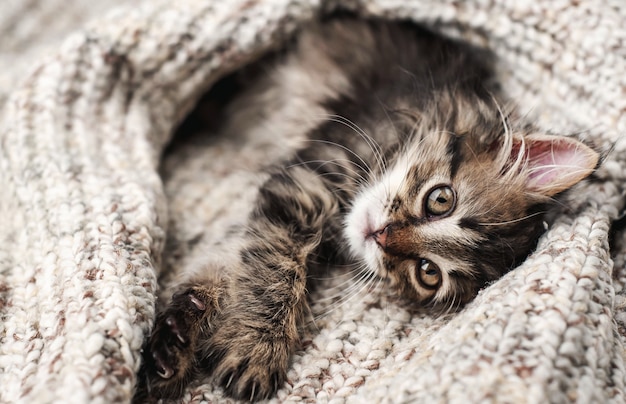 Gatinho pequeno bonito em um cobertor macio