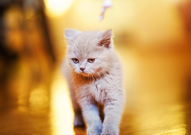 Gatinho pequeno bonito