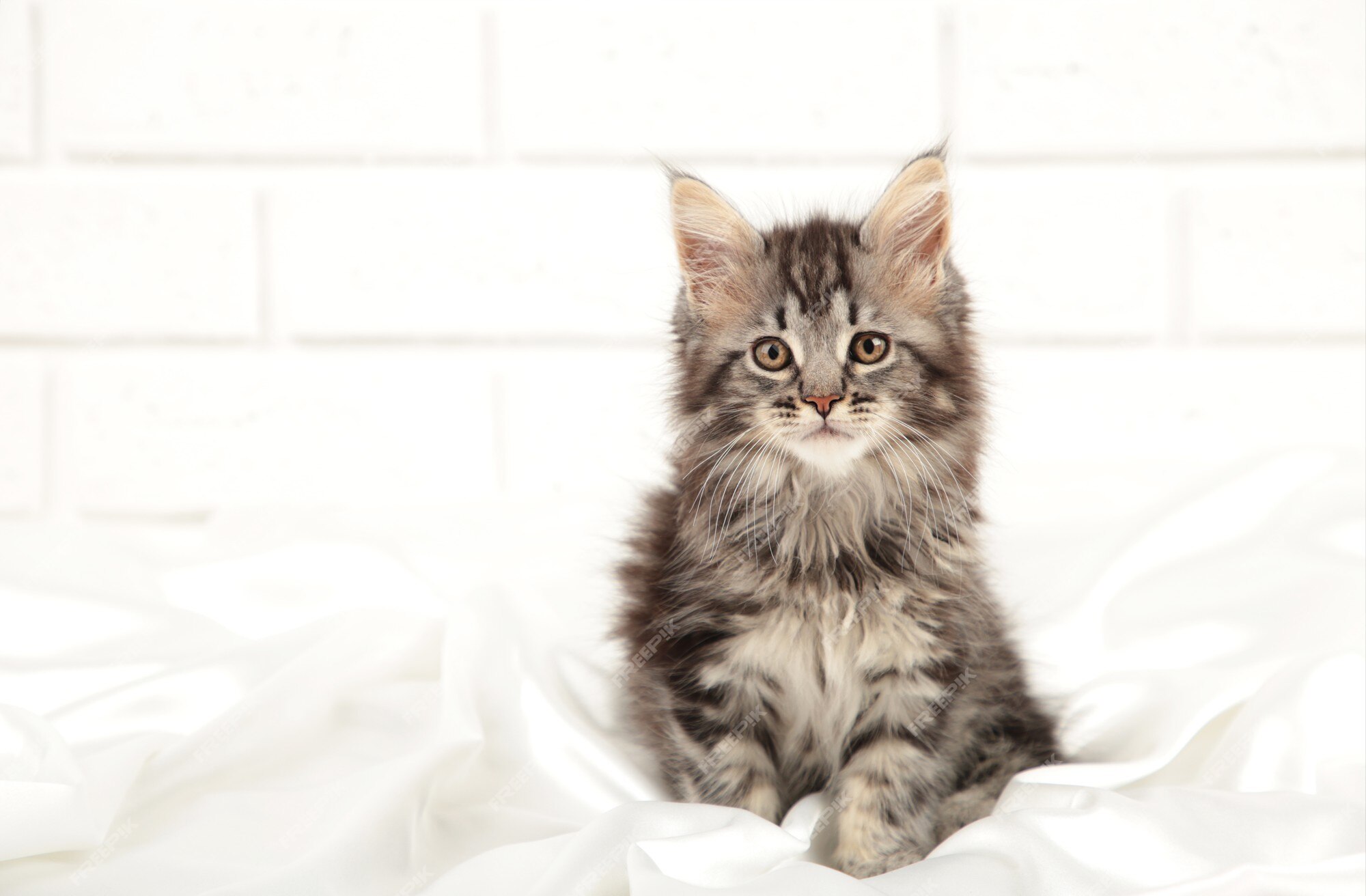 Gatinho Macio Pequeno Maine Coon Imagem de Stock - Imagem de casulo,  fofofo: 84864283