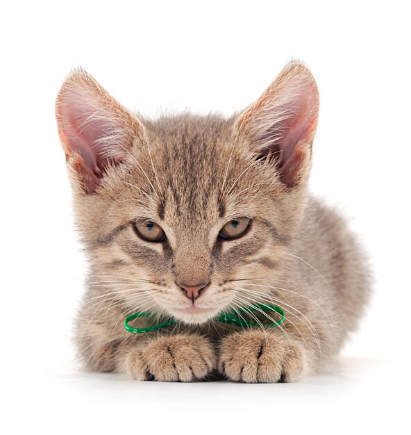 Foto gatinho pequeno cinzento