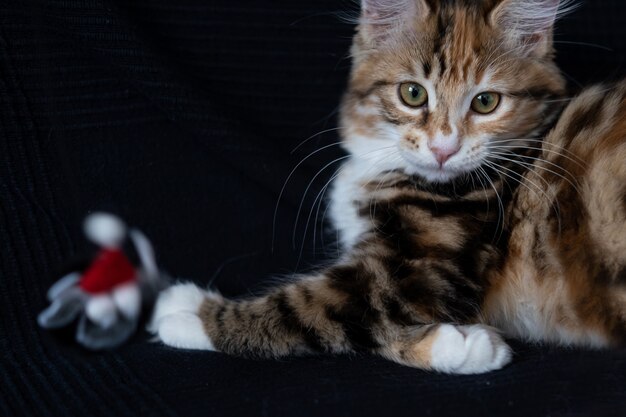 Gatinho pequeno e hetero kurilian bobtail brincando com o brinquedo de gatos