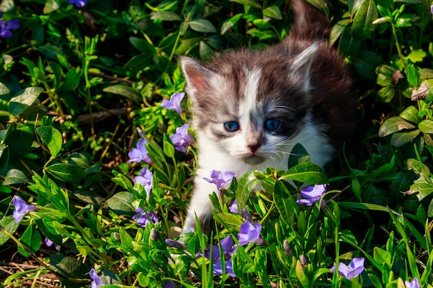 Gatinho pequeno em flores de pervinca em um jardim