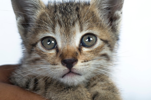 Gatinho pequeno em mãos humanas