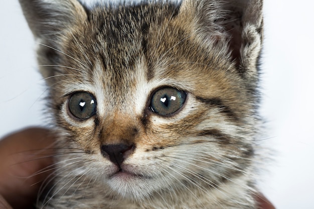 Gatinho pequeno em mãos humanas