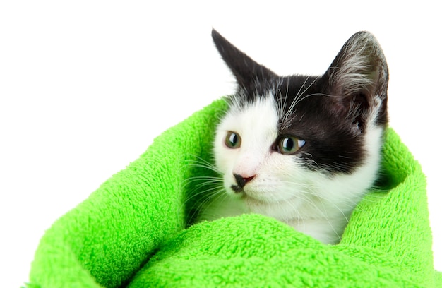 Gatinho pequeno em toalha verde isolada no branco