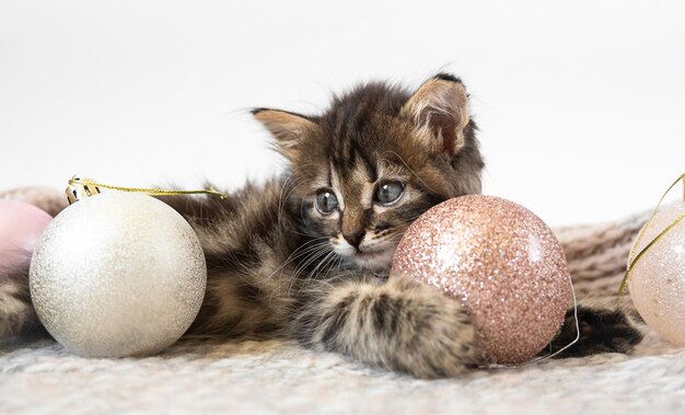 Gatinho pequeno encontra-se e brinca com bolas de Natal.