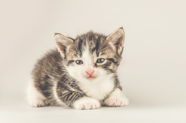 Gatinho pequeno marrom listrado. gato malhado bebê