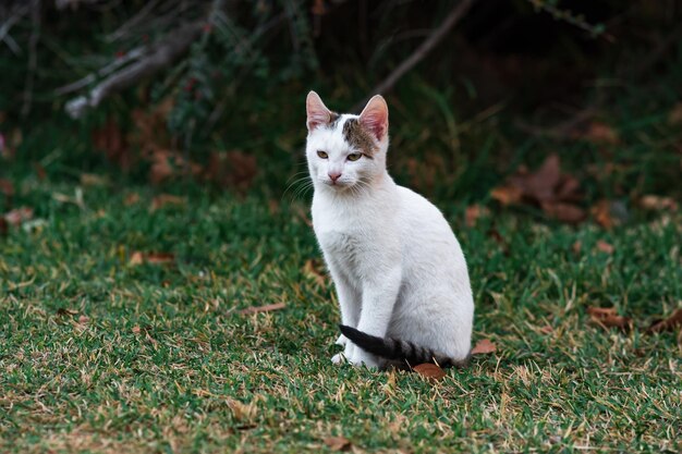 Gatinho perdido perto de seu abrigo nos arbustos do parque