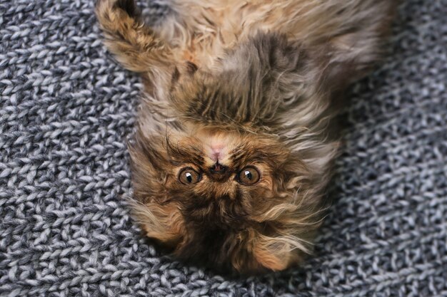 Gatinho persa fofo deitado sobre um cobertor de malha