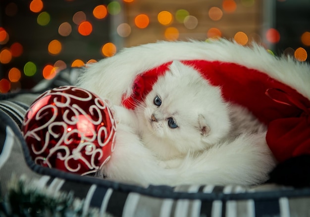 Gatinho prateado britânico brincando com bolas de Natal