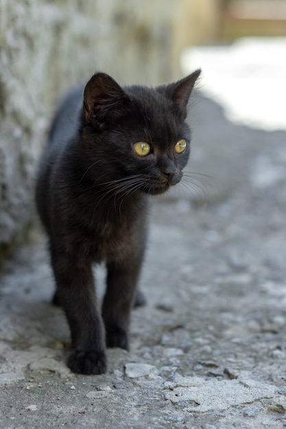 Gatinho preto à sombra da casa em um dia quente de verão