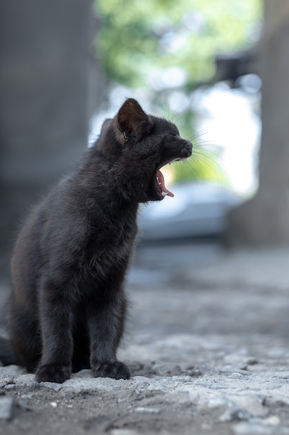 Gatinho preto branco com a boca aberta em um fundo desfocado