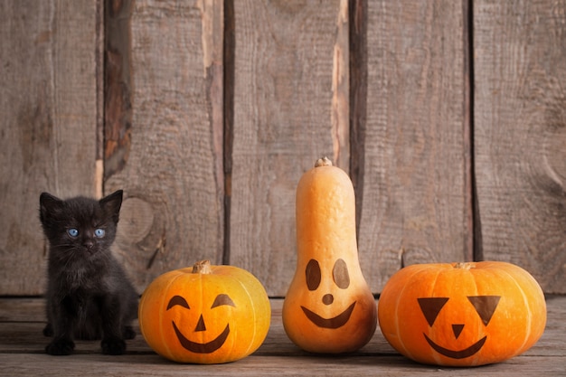 Gatinho preto com abóboras de halloween