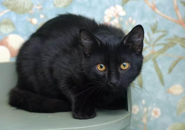 gatinho preto com olhos laranja de perto