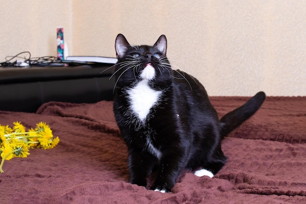 Gatinho preto com um dente de leão na cama