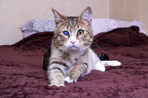 Gatinho preto com um olho dolorido na cama