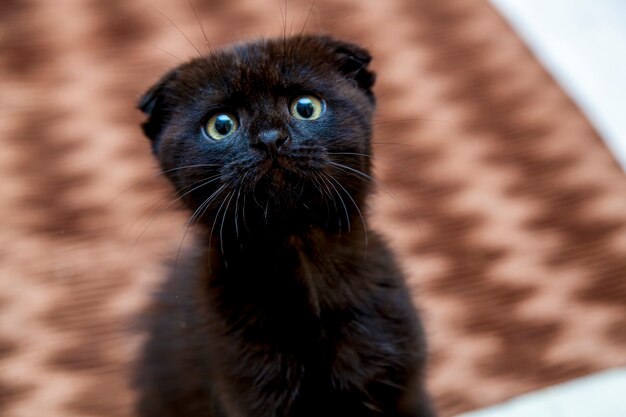 Gatinho preto com uma carinha engraçada sentado na cama