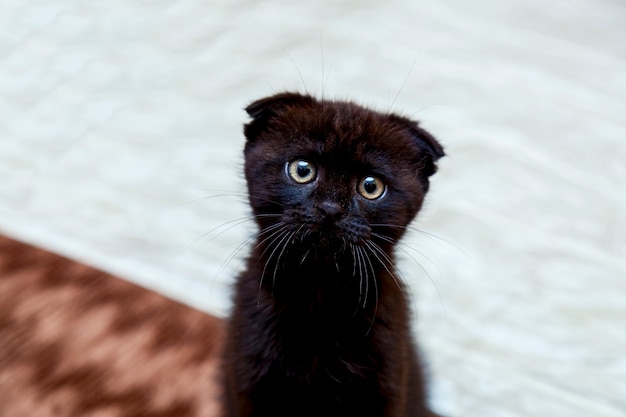 Gatinho preto com uma carinha engraçada sentado na cama