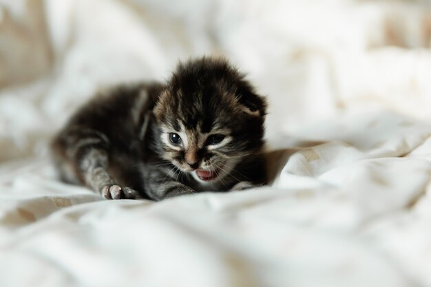 Gatinho preto de 1 mês de idade em um cobertor.