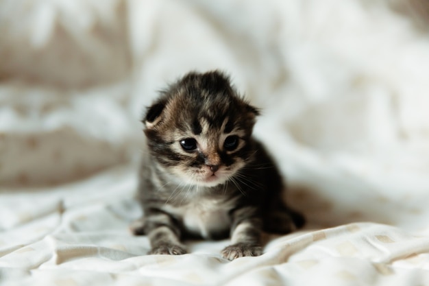 Gatinho preto de 1 mês de idade em um cobertor.