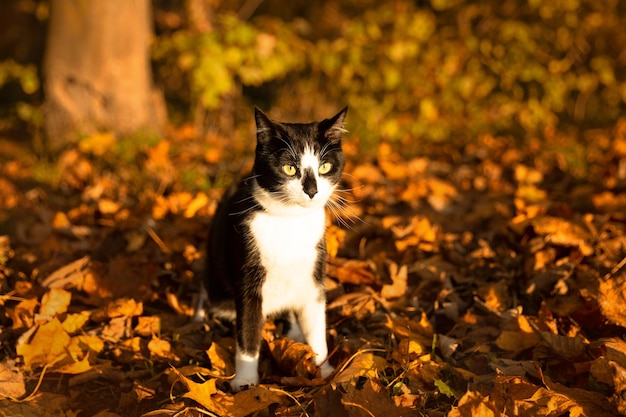 Gatinho preto e branco entre as folhas de outono no parque.