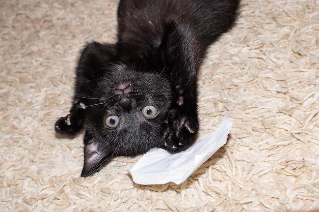 Gatinho preto roendo um pedaço de papel