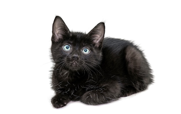 Foto gatinho preto sentado em frente a câmera isolada