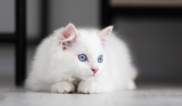 Gatinho ragdoll branco deitado no chão em casa e olhando para trás gato de estimação felino doméstico fofo com bea