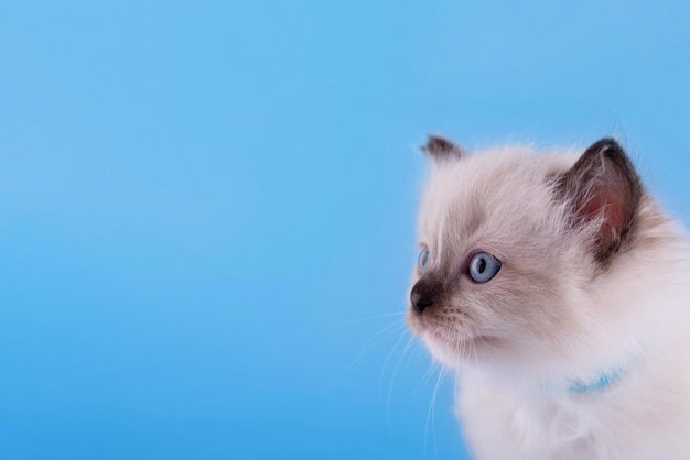 Gatinho ragdoll com olhos azuis no colarinho azul sentado sobre um fundo azul